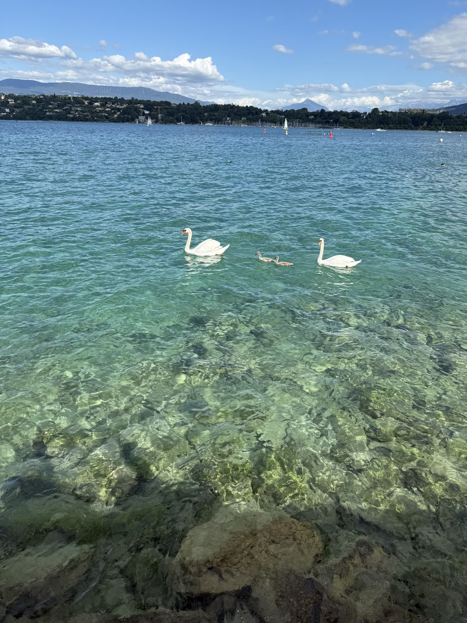 Two swans and a cygnet on clear green water over a stony lake bed
