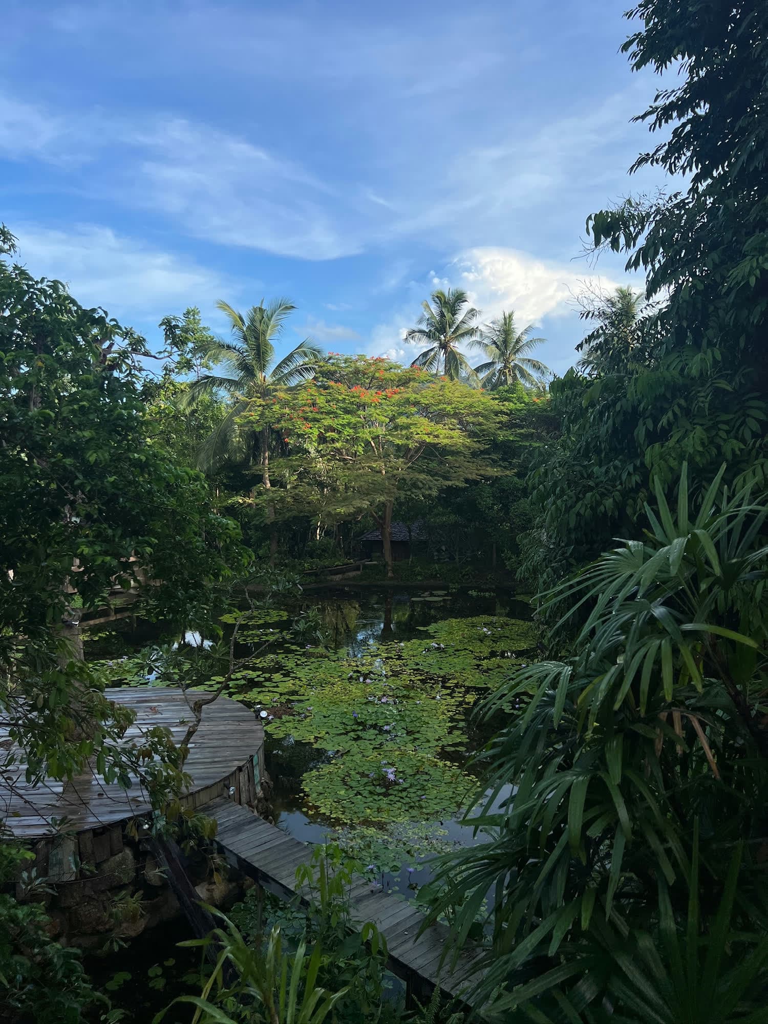 A lily pond in a tropical garden under tall palms, a wooden walkway at its edge